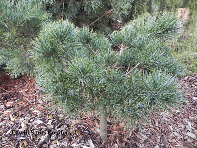 Pinus koraiensis 'Pancuj'